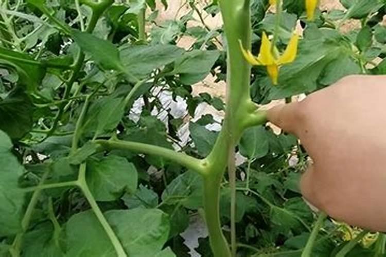 西红柿种植后需要怎么防病？