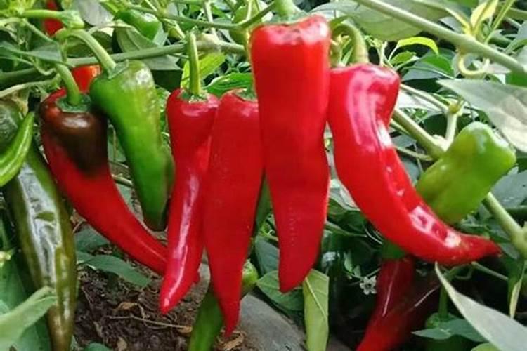辣椒种植怎么样用花生麸？