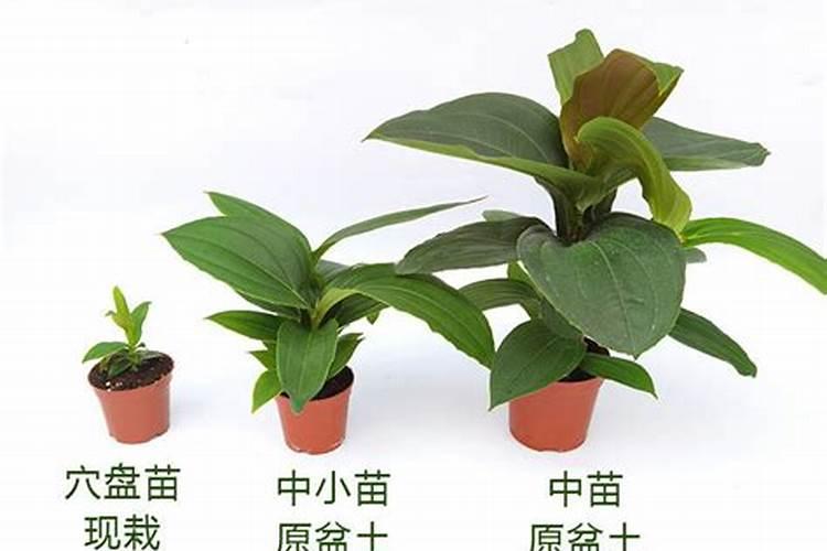 多菌灵是碱性还是酸性能与叶面肥混用吗？