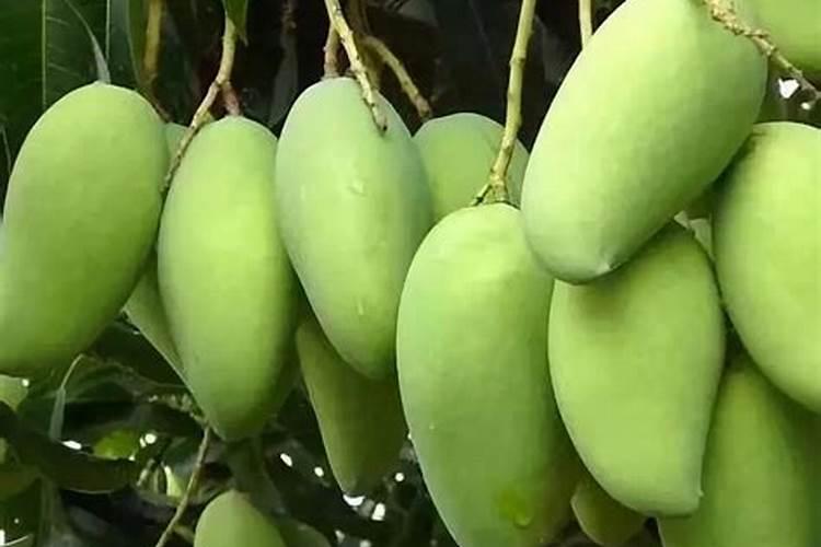 桃树硬核期施什么肥桃树硬核期怎么施肥