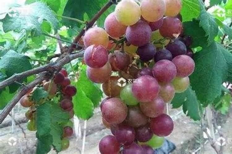 苹果裂果上什么肥料好