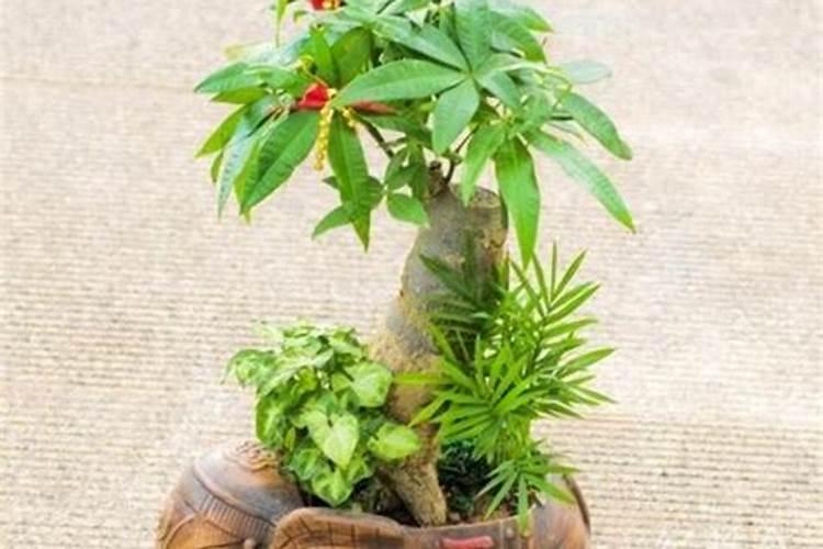 小分子有机钙作物补钙 改善裂果、焦枯、脐腐病