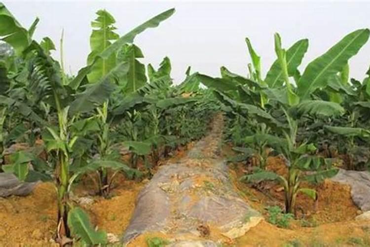 苹果树光长条不开花怎么办