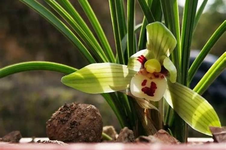 兰草花施什么肥料