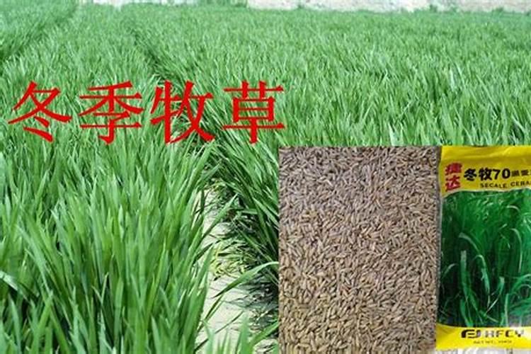 麦冬的种植技术与管理