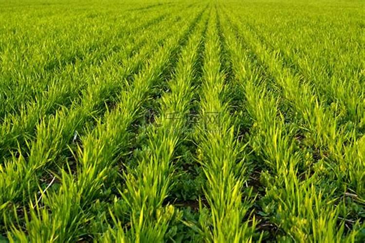 麦冬底肥放什么肥好(底肥施用方法)