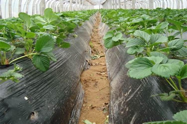 番茄叶子变紫色怎么办