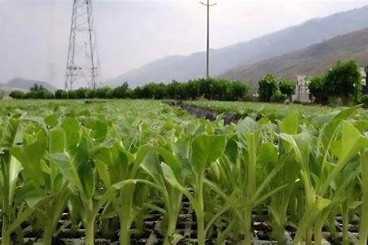 烤烟底肥用什么肥料好