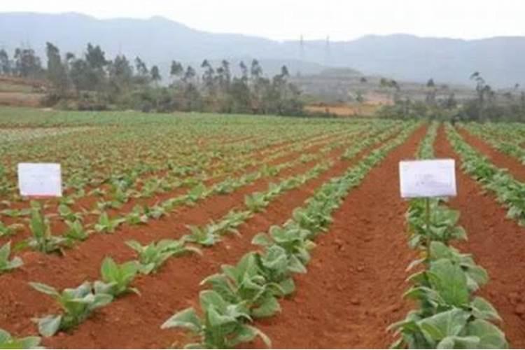 柠檬开花时怎样坐果