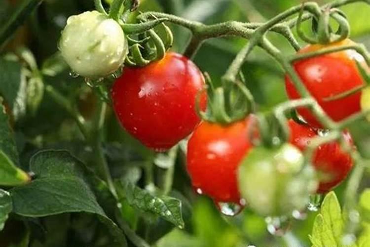 黄腐酸钾过量使用危害 如何正确使用