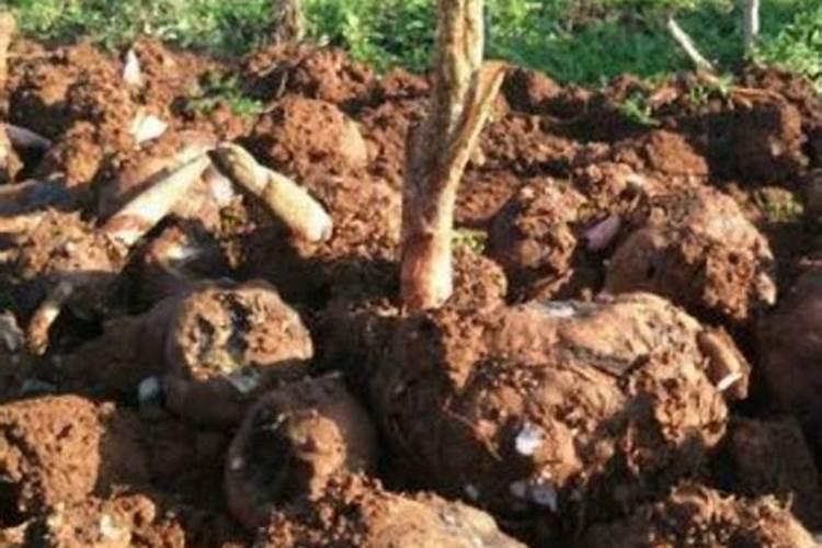 黄腐酸钾的使用方法