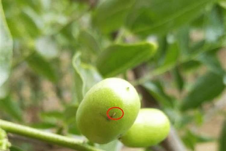 农业知识:枣树花期用什么药能坐果？