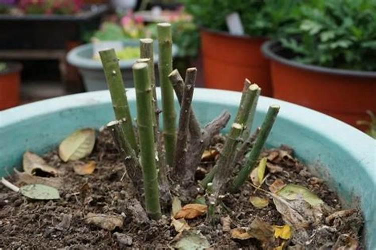 月季花枯枝需要怎么处理呢