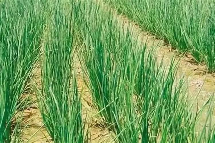 春季怎样促进苹果树花芽促发分化成花