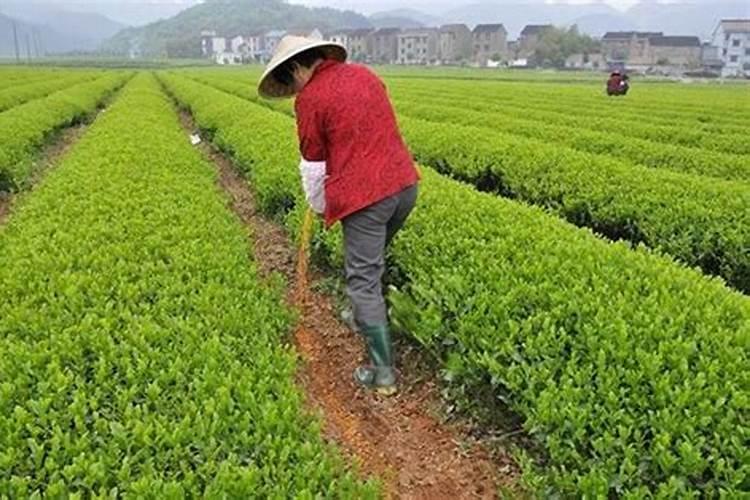 种油菜一亩地要多少肥料