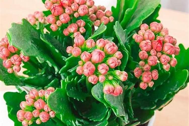 水稻什么时间施肥最好