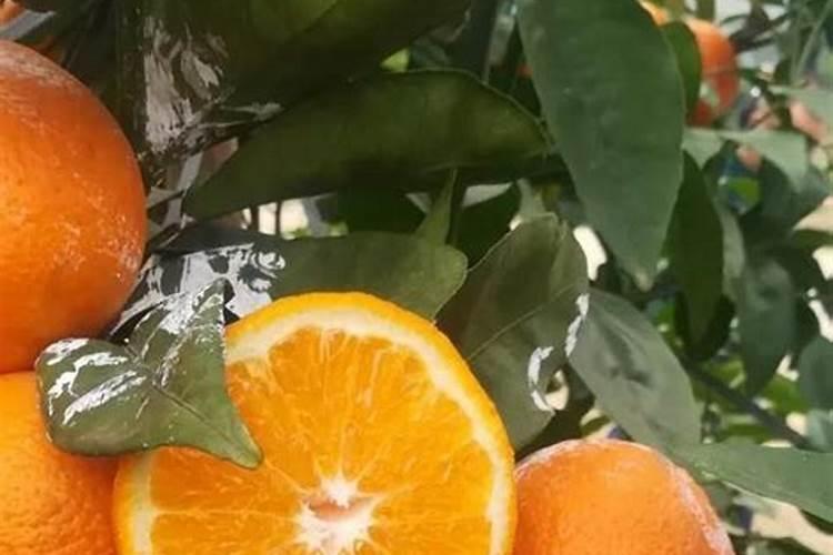 安鲜脂加磷酸二氢钾用在沃柑上起什么作用？