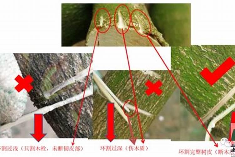 如何保果稳果,才能让你的柑橘又大又甜？