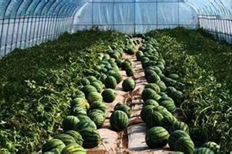 硅肥的原料和工艺分哪些,有哪位专家知道,求告知