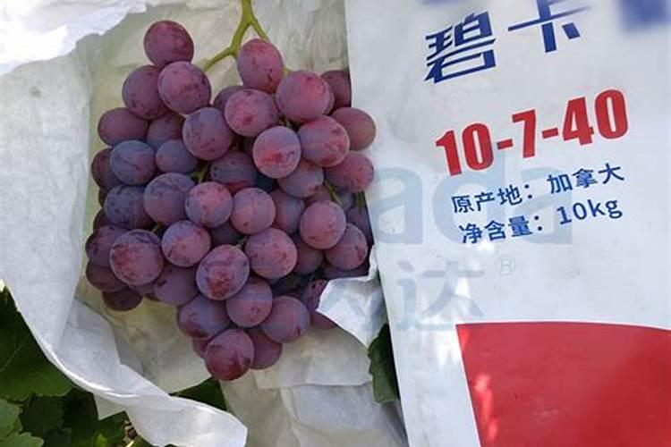 夏季银杏树叶发黄怎么办