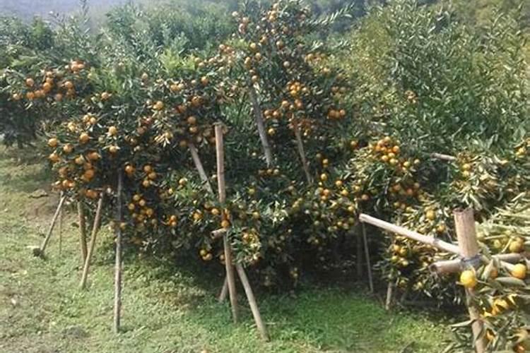 肥料增效剂的定义、分类及作用