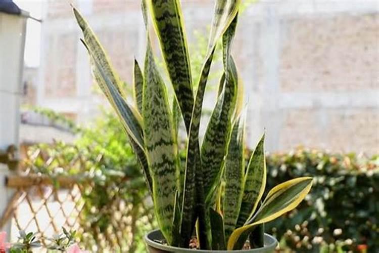 冬天西红柿盆栽种植方法