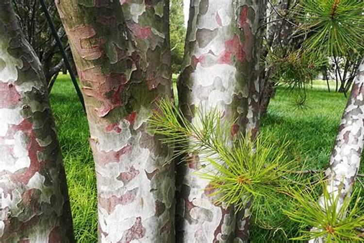 哪个厂家的叶面肥好