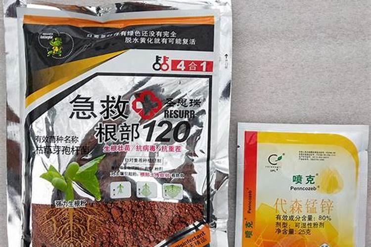 月季花和玫瑰花怎么养护