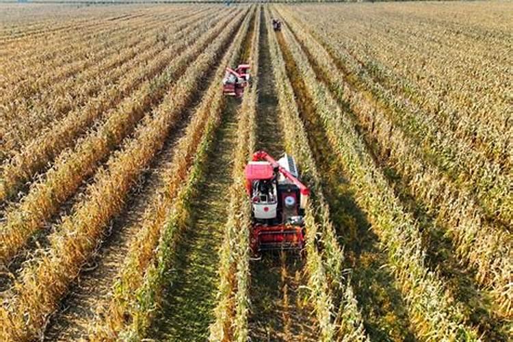 红薯生长后期适当喷施叶面肥,都有哪些作用？