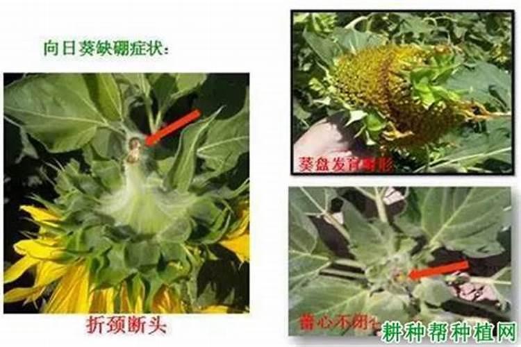 葵花开花时能冲肥吗