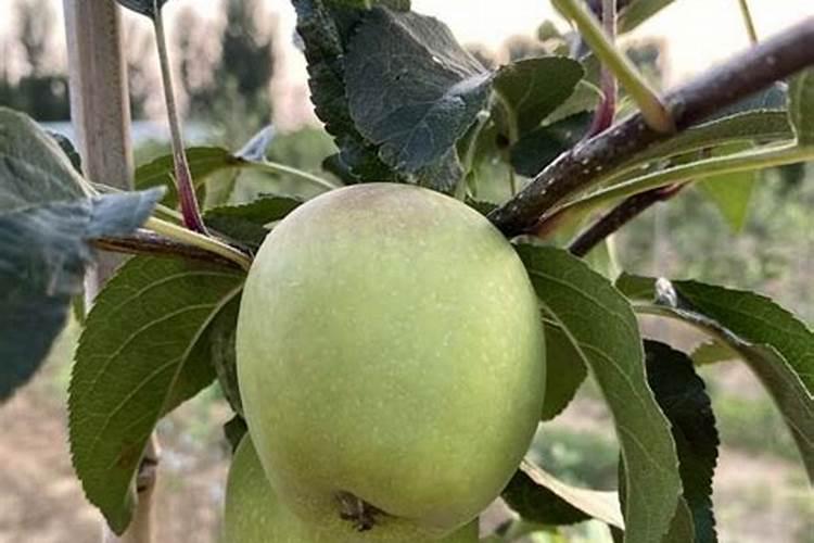 怎么才能让果实膨果上色好？