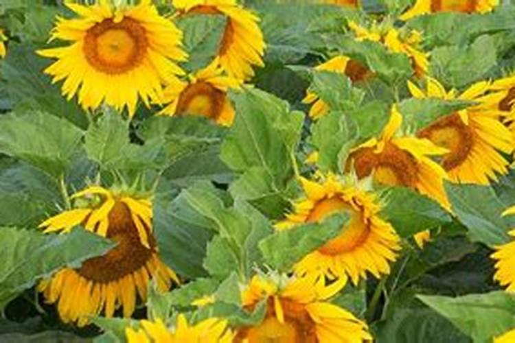 葵花苗开花期用什么肥料打什么叶面肥好用