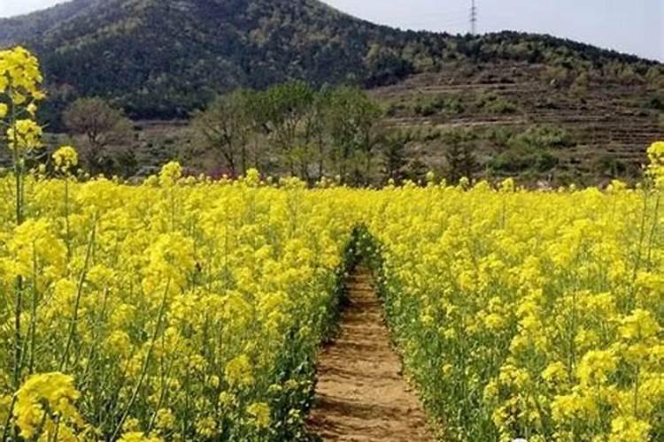 种植油菜为什么要施硼肥 油菜啥时候施硼肥好