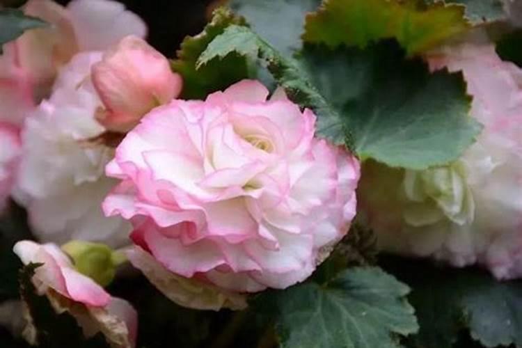 冰糖橙几月份成熟