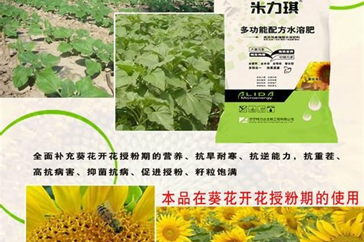葵花追肥用什么肥好(葵花前期需要冲施什么肥料来吸收)