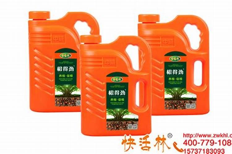 在哪里批发落地生根植物？