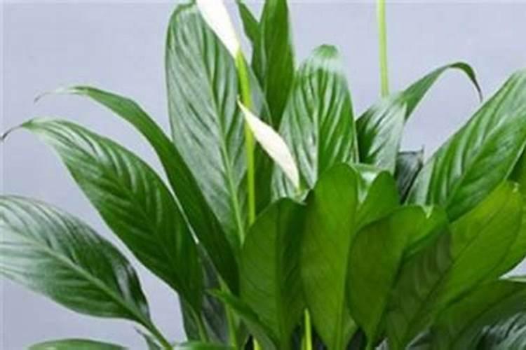 白掌施肥施什么肥料