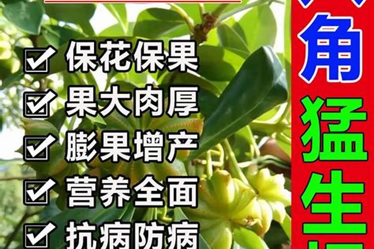 八角树施什么肥料才不、落花,结果又多呢,谢射。