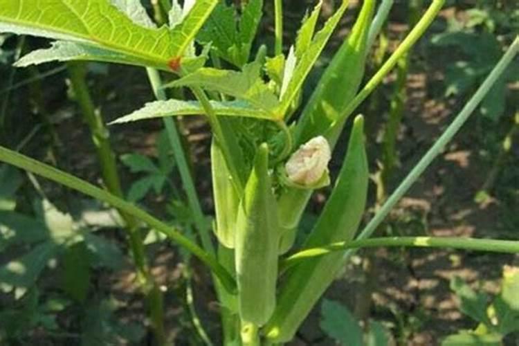 鱼蛋白怎么制作过程