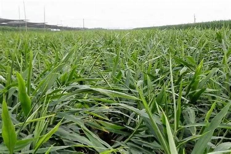 万年青施什么肥最好