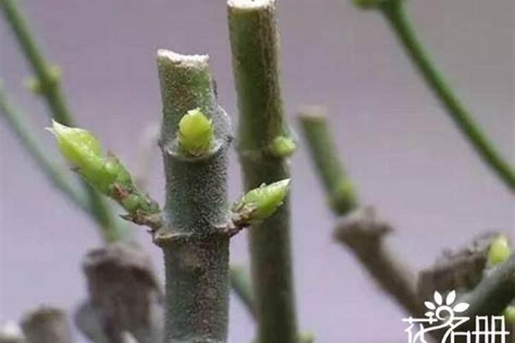 苹果种植是一种常见水果,苹果树需肥规律极其施肥技术分别是什么？