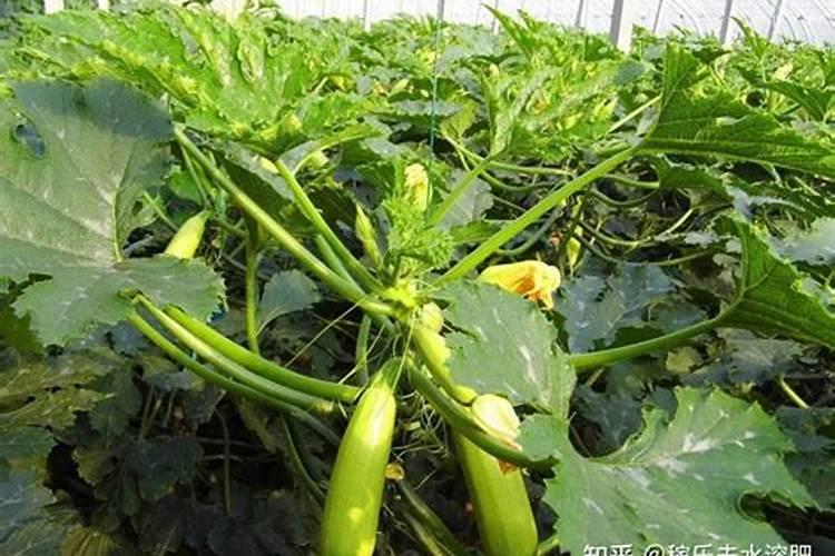 火龙珠的种植技术与管理