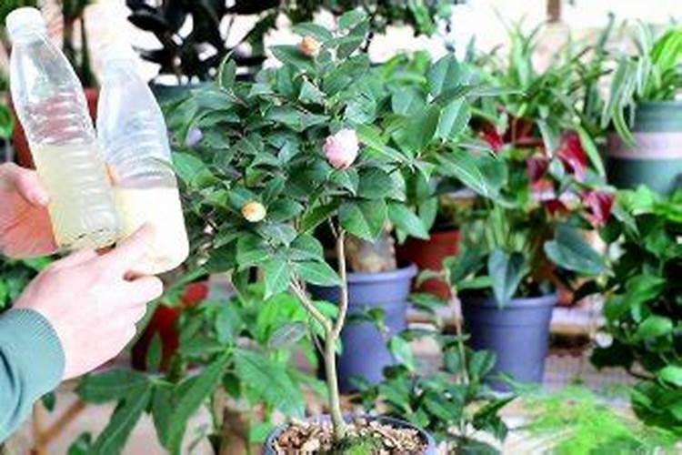 槟榔施什么肥保果