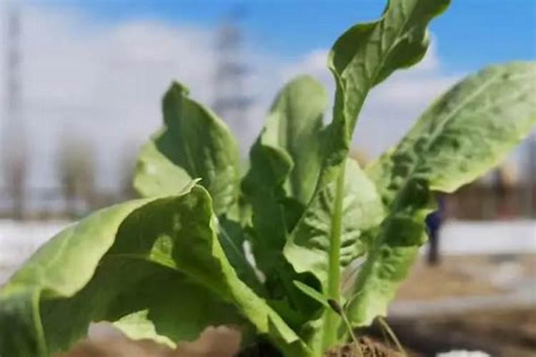 蔬菜施什么肥长得快又好