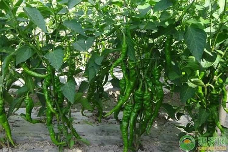 螺丝椒的种植方法及病虫害防治(螺丝椒种植与管理技术)