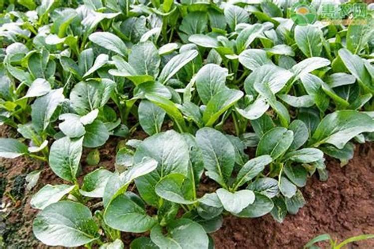 水溶肥喷在叶片正面还是反面