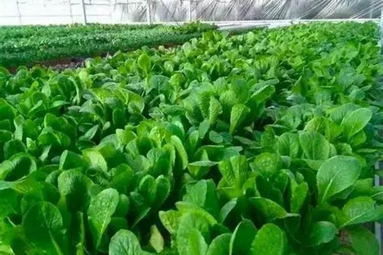 什么时候给小白菜施肥打虫