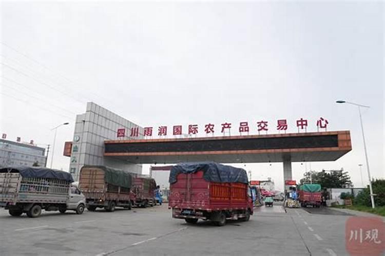 长果桑盆栽方法