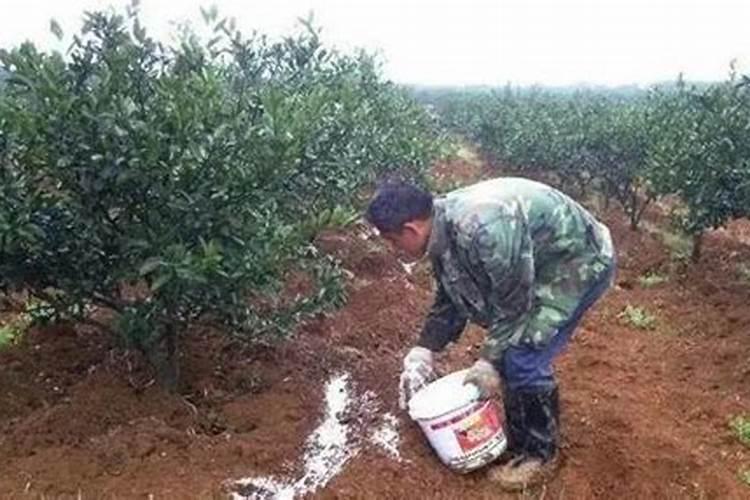 [南方水稻种植时间]南方水稻什么时候播种