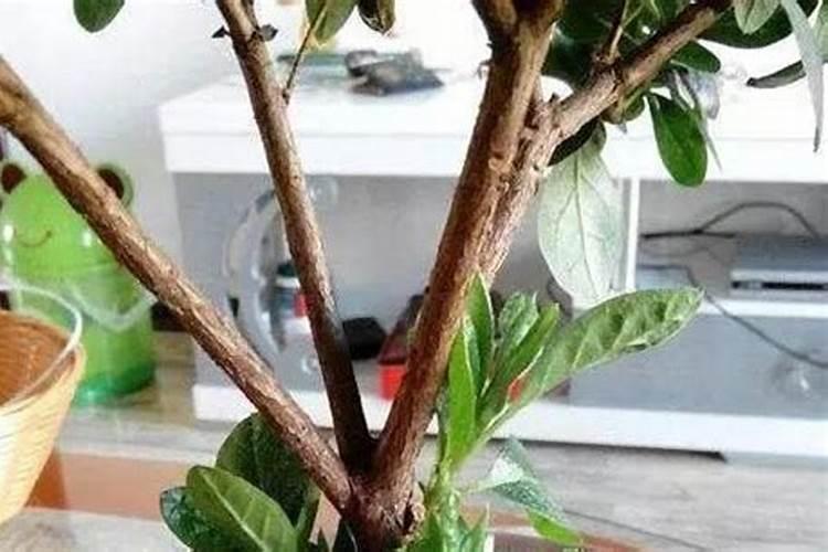 水稻的播种时间和收获时间